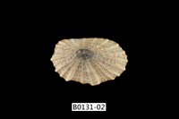 藏品(網目松螺)的圖片